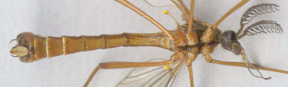 صورة Ctenophora (Ctenophora) pectinicornis (Linnaeus 1758)