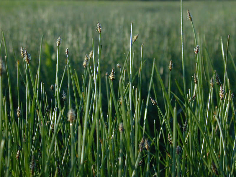 Image of Eleocharis palustris subsp. waltersii