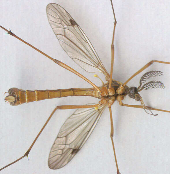 صورة Ctenophora (Ctenophora) pectinicornis (Linnaeus 1758)