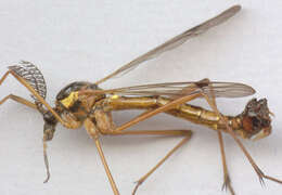 صورة Ctenophora (Ctenophora) pectinicornis (Linnaeus 1758)