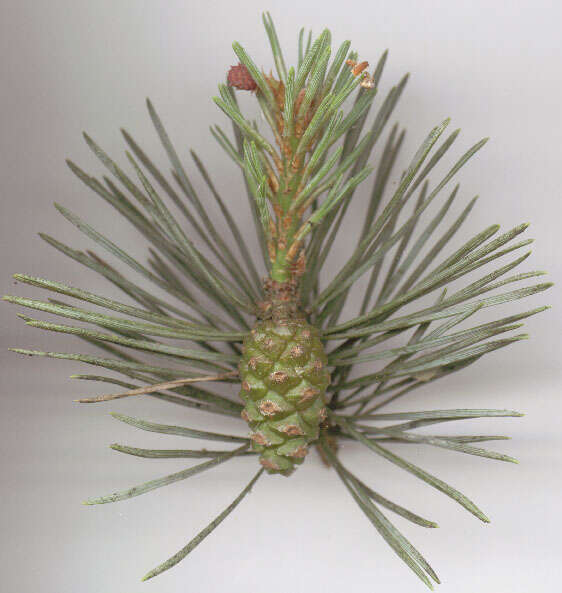 Image of Scotch Pine