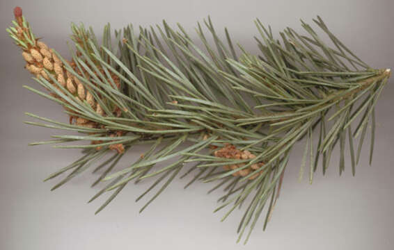 Image of Scotch Pine