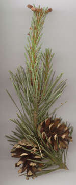 Image of Scotch Pine