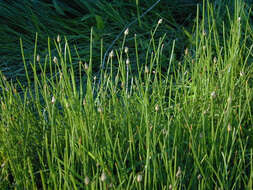 Image of Eleocharis palustris subsp. waltersii