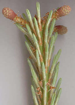 Image of Scotch Pine