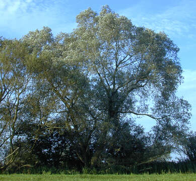 Image of White Willow