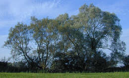 Image of White Willow