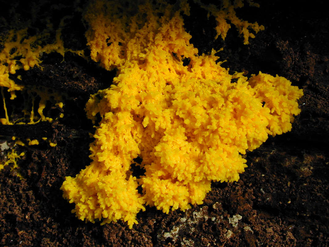 Image of Dog vomit slime mold