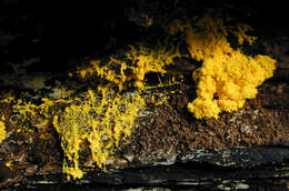 Image of Dog vomit slime mold