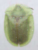 Image of thistle tortoise beetle