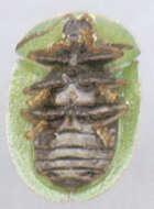 Sivun laakakilpikuoriainen kuva