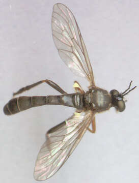 Image of Dioctria rufipes (Scopoli 1763)