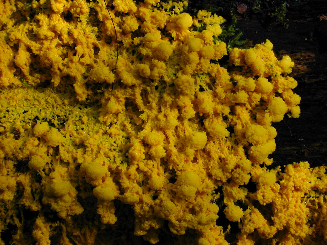 Image of Dog vomit slime mold