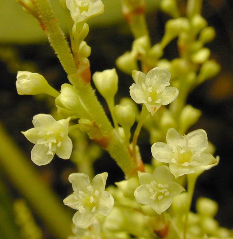 Plancia ëd Reynoutria japonica Houtt.