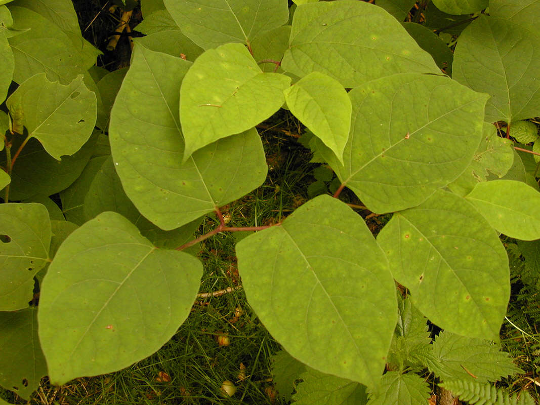 Plancia ëd Reynoutria japonica Houtt.