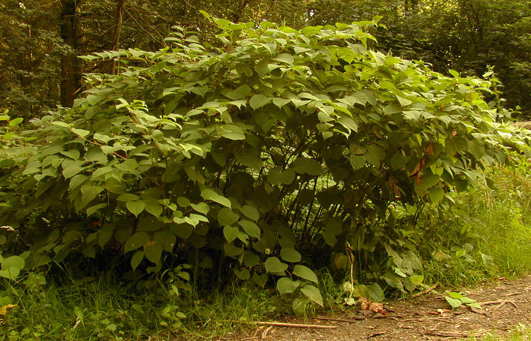 Plancia ëd Reynoutria japonica Houtt.