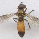 Image of Platycheirus granditarsus