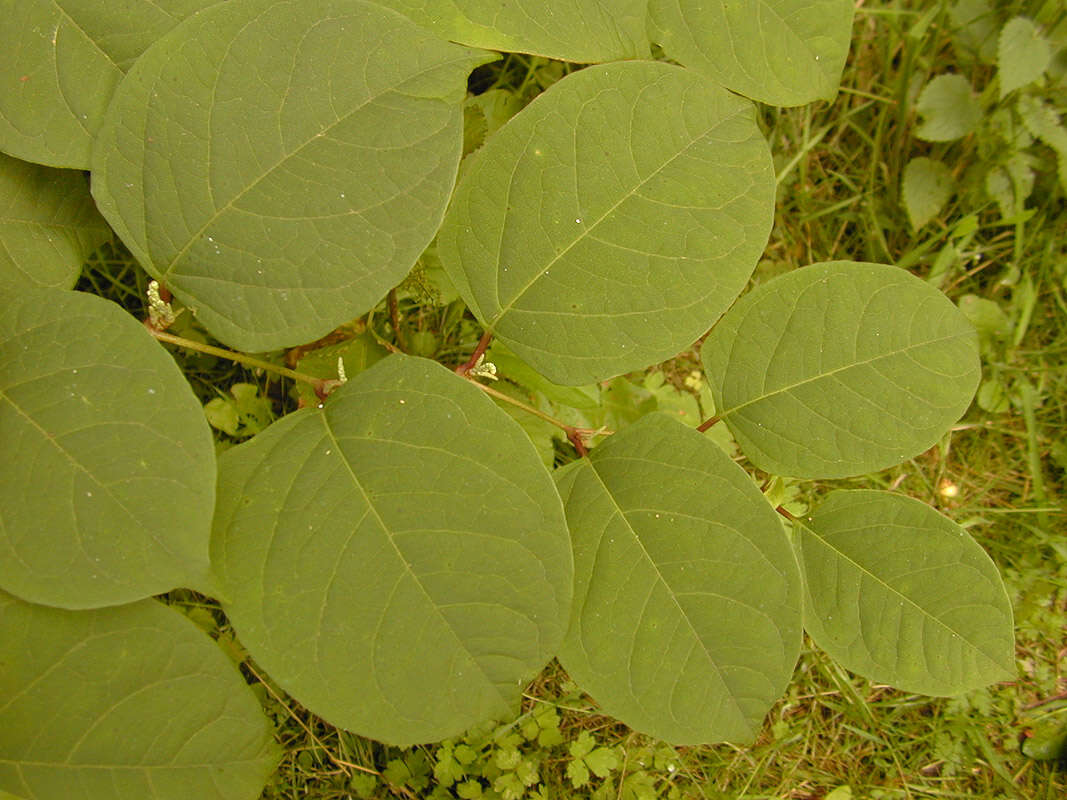 Plancia ëd Reynoutria japonica Houtt.