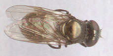 Image of Chrysogaster cemiteriorum (Linnaeus 1758)