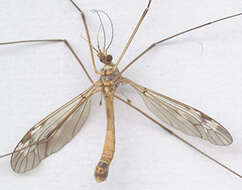 Image of Tipula (Beringotipula) unca Wiedemann 1817