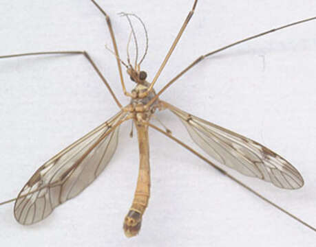 Image of Tipula (Beringotipula) unca Wiedemann 1817