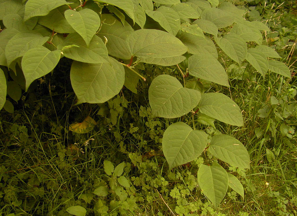 Plancia ëd Reynoutria japonica Houtt.