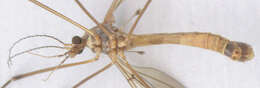 Image of Tipula (Beringotipula) unca Wiedemann 1817