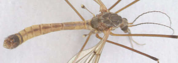 Image of Tipula (Beringotipula) unca Wiedemann 1817