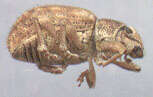 Image of Nut Leaf Weevil