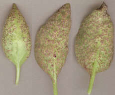 Image of Puccinia vincae (DC.) Berk. 1836