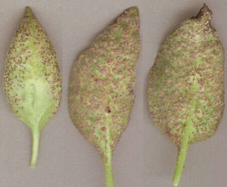 Image of Puccinia vincae (DC.) Berk. 1836