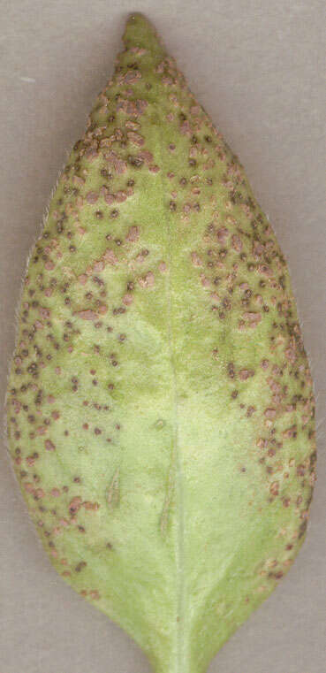 Image of Puccinia vincae (DC.) Berk. 1836