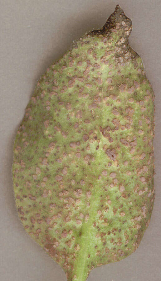 Image of Puccinia vincae (DC.) Berk. 1836