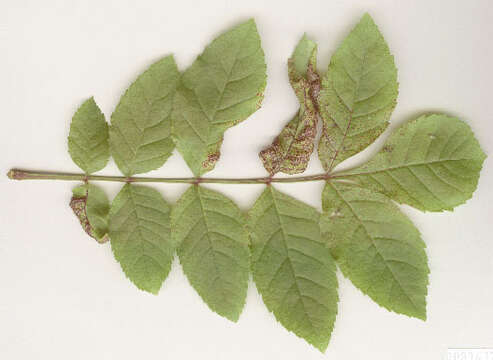 Image of Jumping plant lice