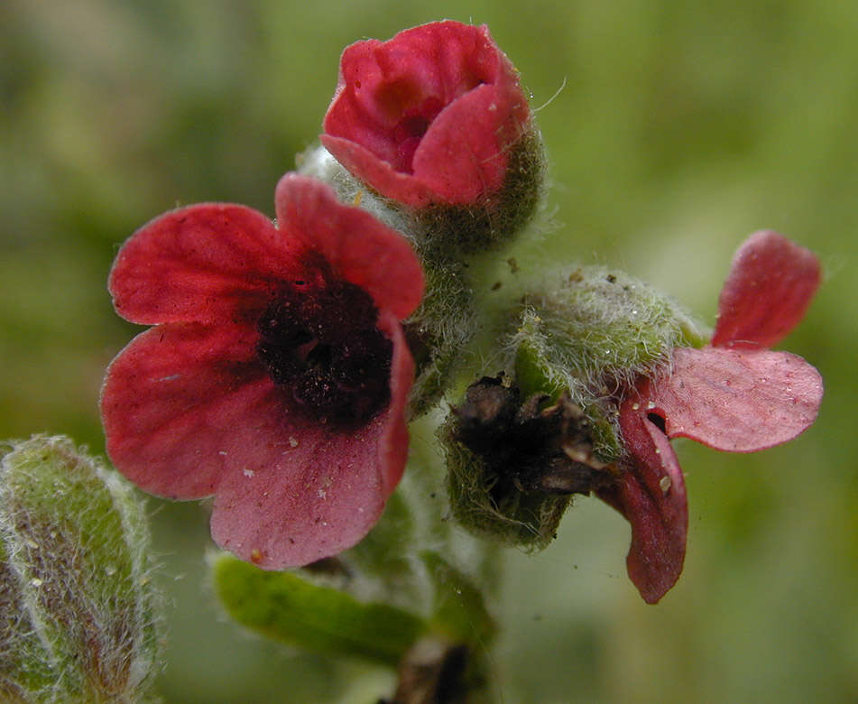 Image of gypsyflower