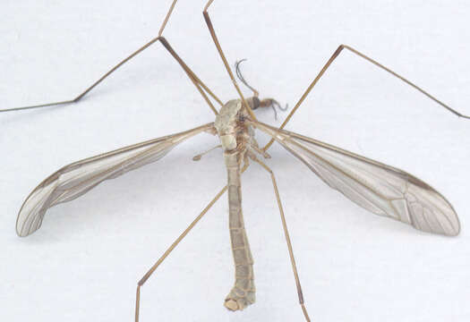 Image of Marsh crane fly