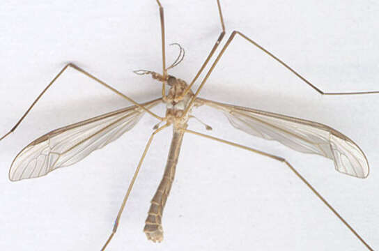 Image of Marsh crane fly