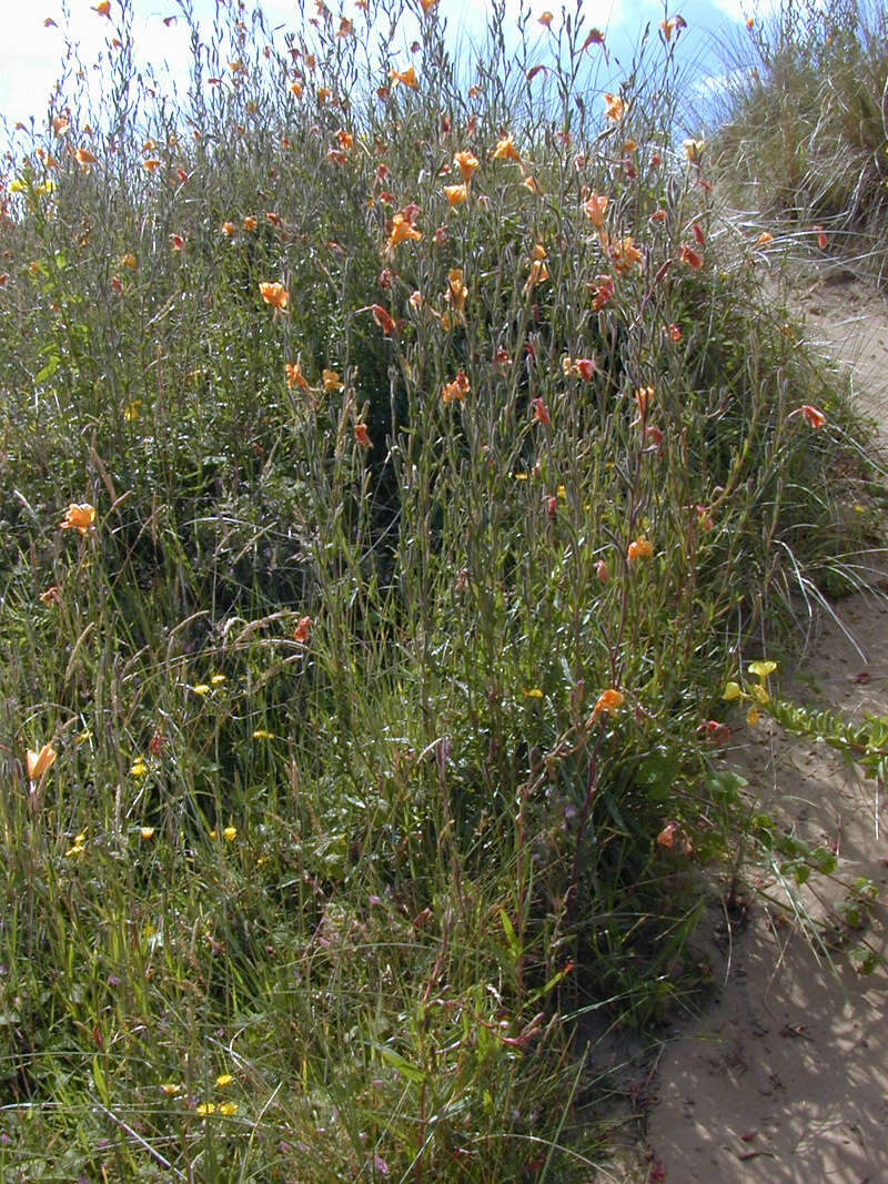 Imagem de Oenothera stricta Link