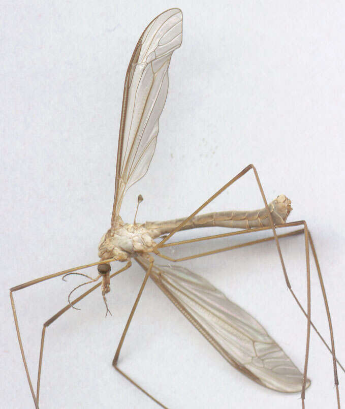 Image of Marsh crane fly