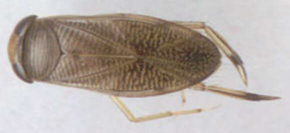 Image of Callicorixa praeusta (Fieber 1848)