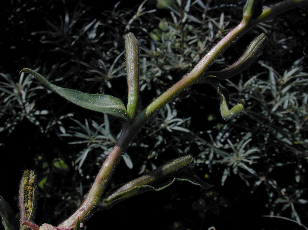 Imagem de Oenothera stricta Link