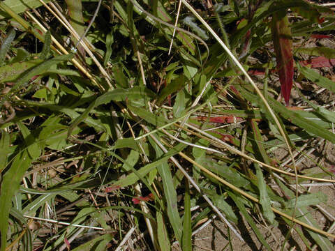 Imagem de Oenothera stricta Link