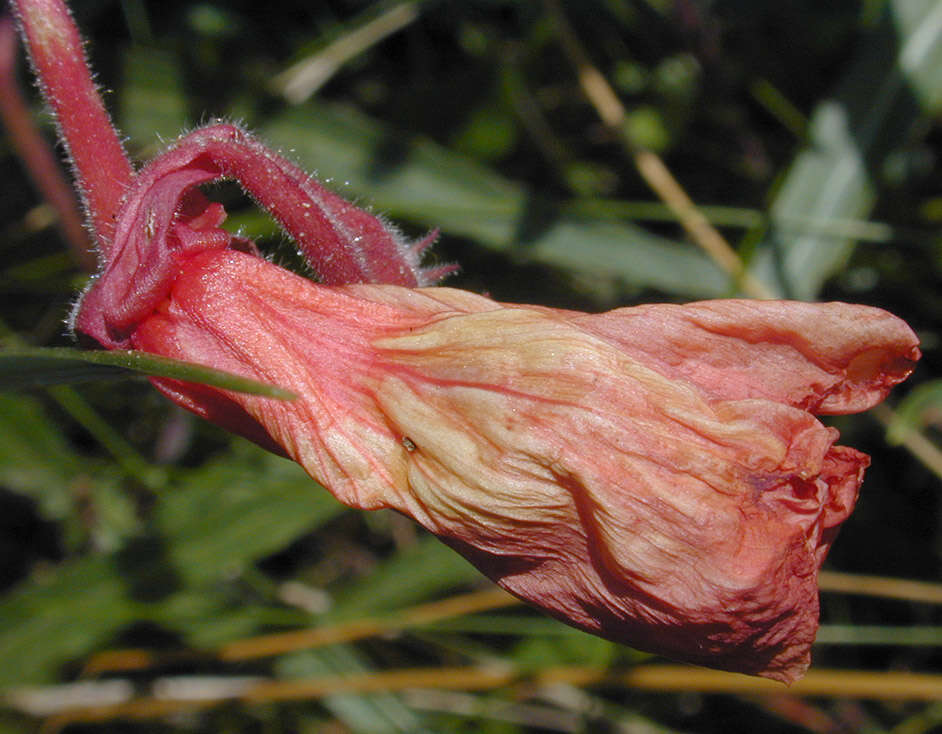 Imagem de Oenothera stricta Link