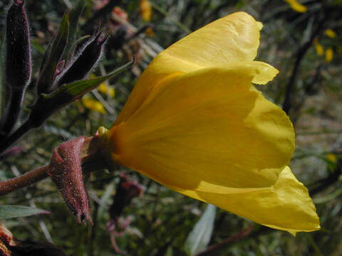 Image of Oenothera stricta Link