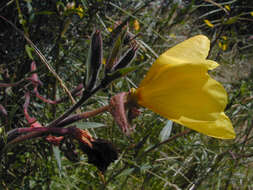 Imagem de Oenothera stricta Link