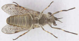 Image of common horse fly