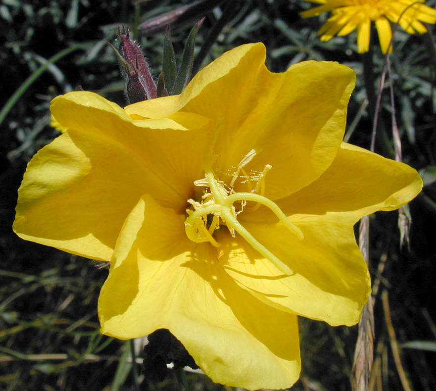 Imagem de Oenothera stricta Link