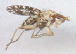 Image of Trypetoptera punctulata (Scopoli 1763)