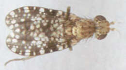 Image of Trypetoptera punctulata (Scopoli 1763)