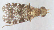 Image de Trypetoptera punctulata (Scopoli 1763)